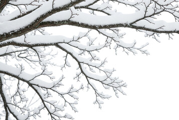 Obraz premium snow covered tree
