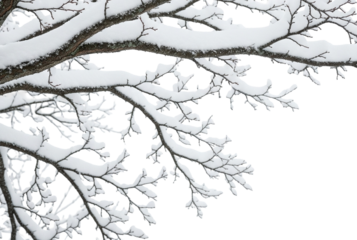 snow covered tree