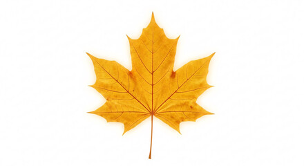 Fototapeta premium Autumn Maple Leaf Isolated on White Background