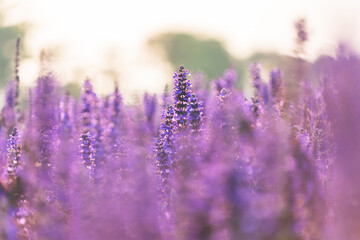 Naklejka premium A field of purple spider flower blooms gently sways in the soft morning light, showcasing delicate petals and vibrant hues against a hazy, warm background, creating a serene and natural scene.