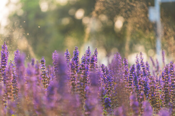 Spider flowers bloom with purple spikes.