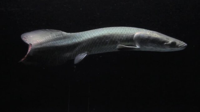 pirarucu fish in aquarium