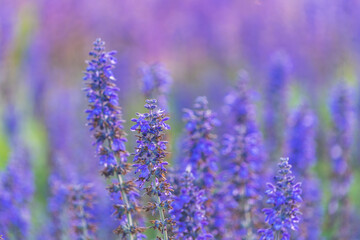 A purple flower patch blooms under soft light, with delicate petals reaching towards the sky. 