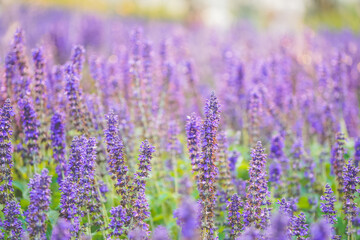 Field of purple spider flower blooms gently sway