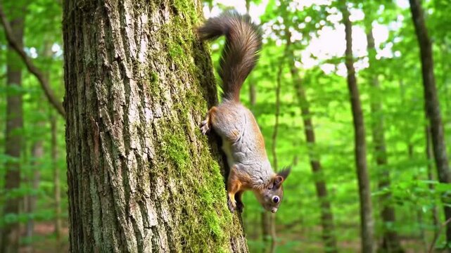Agile Squirrel Descending Tree Trunk in Lush Green Forest
