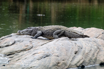 A large crocodile resting on a rock in the middle of Kaveri river in Ranganathittu bird sanctuary
