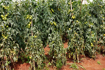 Tomato crop being prepared for future harvest to supply the market in Brasília and surrounding...