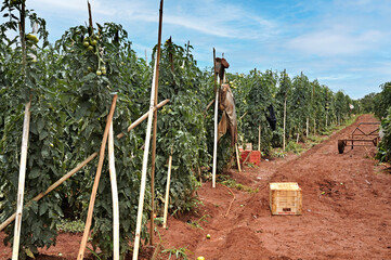 Tomato crop being prepared for future harvest to supply the market in Brasília and surrounding...