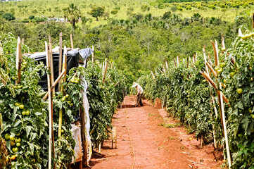 Tomato crop being prepared for future harvest to supply the market in Brasília and surrounding...