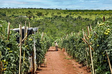 Tomato crop being prepared for future harvest to supply the market in Brasília and surrounding...