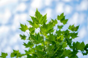 Obraz premium Fresh green leaves on a tree branch are set against a clear blue sky, capturing the essence of spring and new growth