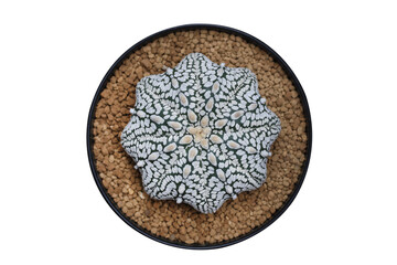 Top view of Astrophytum asterias star-shape in a pot isolated on transparent background png file