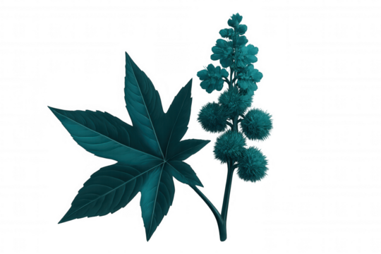 Ricinus communis botanical illustration depicting palmate leaf, spiny seed pods, delicate flowers against transparent backdrop