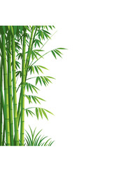 Realistic Bamboo Plant