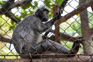 Javan Surili (Presbytis Comata) is sitting behind a wire fence.