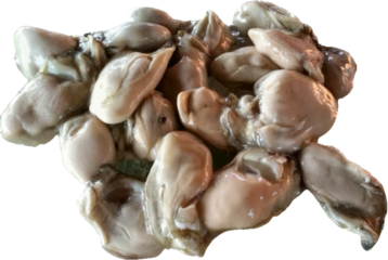 Fresh oysters meat with out shell Isolated	