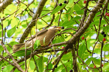 さくらんぼを食べるムクドリ