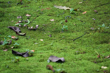 A close-up shot of a lush green moss field, scattered with fallen dry leaves and small plants.