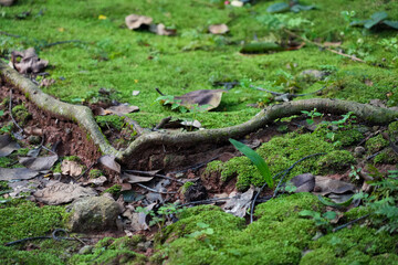 A thick tree root covered in moss and dry leaves in a damp forest.