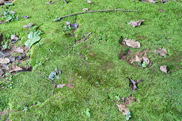 A close-up shot of a lush green moss field, scattered with fallen dry leaves and small plants.