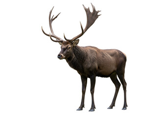 Obraz premium Majestic stag with impressive antlers isolated against a pristine white background. A symbol of wild beauty and natural grandeur with striking details