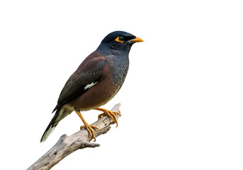 Fototapeta premium A striking bird with dark plumage perches gracefully on a weathered branch, its golden beak and legs standing out against the pure white background. The bird?s keen gaze is captured in detail.