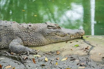 A large saltwater crocodile is resting on the ground near its pond, with its mouth slightly open.