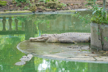 A large, scaly crocodile rests on a small concrete platform in a murky green pond, with another...