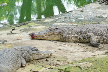 Obraz premium Two large crocodiles lying on a concrete bank next to a pond, one with a bloody snout, showing their textured skin and sharp teeth.