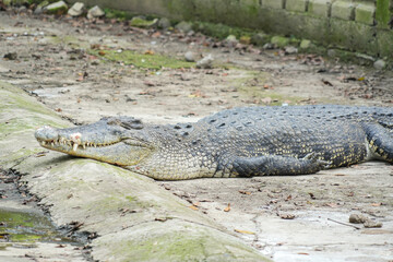 A close-up shot of a large crocodile lying on the ground, showing its textured skin and scales.