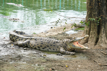 A close-up shot of a crocodile resting on a riverbank with its mouth open, showcasing its powerful...
