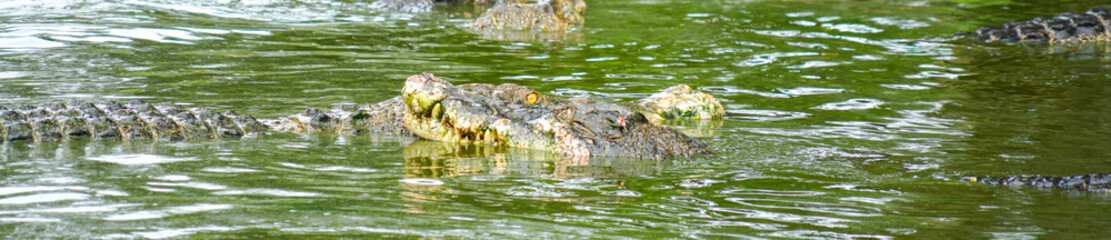A group of crocodiles rest in their muddy green pond.
