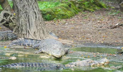 A group of large, crocodiles lying near a murky pond, some with mouths open, on a muddy shore with fallen leaves and tree roots.