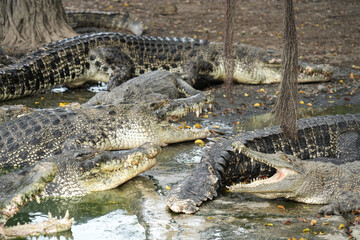 A group of large, crocodiles lying near a murky pond, some with mouths open, on a muddy shore with fallen leaves and tree roots.