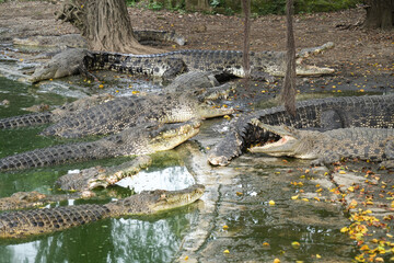A group of large, crocodiles lying near a murky pond, some with mouths open, on a muddy shore with fallen leaves and tree roots.