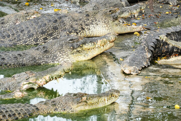 A group of large, crocodiles lying near a murky pond, some with mouths open, on a muddy shore with fallen leaves and tree roots.