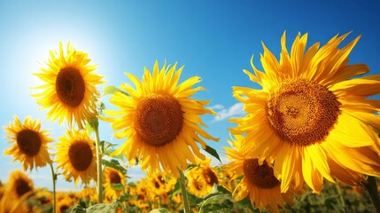 Obraz premium Field of blooming sunflowers under bright blue sky with cheerful summer mood, vibrant seasonal background for nature and floral concepts.