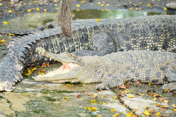 A close-up shot of a crocodile resting on a riverbank with its mouth open, showcasing its powerful...