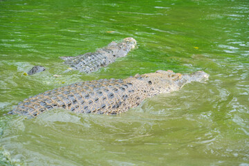 A group of crocodiles rest in their muddy green pond.