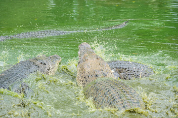 Naklejka premium A group of crocodiles thrashing and splashing in a green pond, with their scaly bodies partially visible above the water.