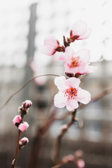 pink peach blossom with shallow depth of field by wooden fence in garden