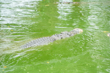 A hidden crocodile, with only its head and part of its back visible, lurks in a vibrant green pond covered in algae or duckweed. The water's surface creates a dense, natural camouflage.
