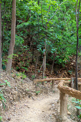 Serene Nature Trail Surrounded by Lush Greenery in a Peaceful Forest Setting