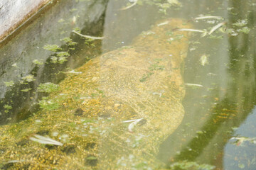 A top-down view of a white crocodile partially submerged in murky, moss-covered water, highlighting its textured scales and powerful form. The scene evokes a sense of wildness and danger.
