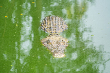 A hidden crocodile, with only its head and part of its back visible, lurks in a vibrant green pond covered in algae or duckweed. The water's surface creates a dense, natural camouflage.