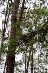 Lush Green Pine Branches Among Tall Trees in a Dense Forest Canopy Under Overcast Sky
