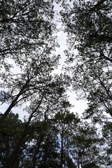 Tall Pine Trees Against a Cloudy Sky with Branches and Leaves in Focus from Below Angle