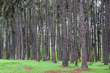 Lush Green Forest with Tall Pine Trees in Natural Habitat Under Overcast Sky