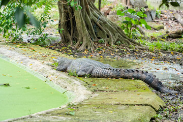 A crocodile with a long and narrow snout is lying on the ground next to a green pond, with its mouth open.