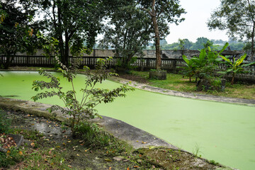 Green water-covered pond in an abandoned park. The water is covered with green algae or duckweed, surrounded by concrete and overgrown plants.